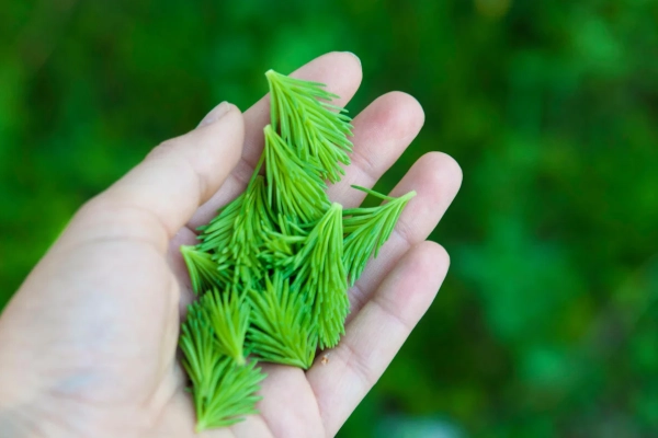 Нанесение хвойного бустера